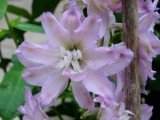 Garden Social, Line Shaver's Garden, July 2015