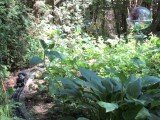 Garden Social, Joelle and Ivan Dow's Garden, June 2015